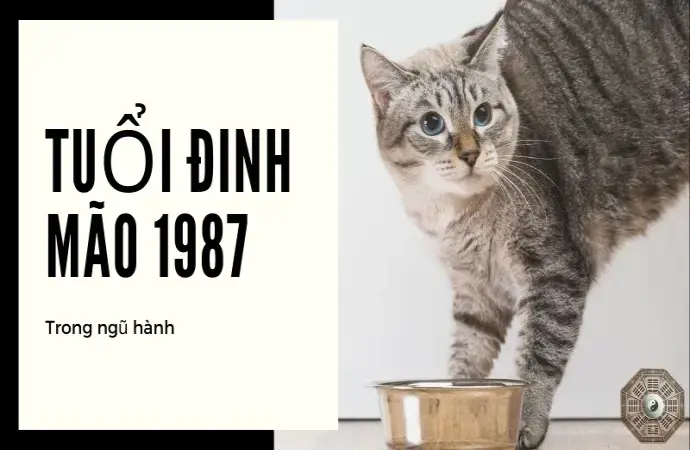 Chọn hướng nhà phù hợp cho tuổi 1987 - Bí quyết bình an và thịnh vượng