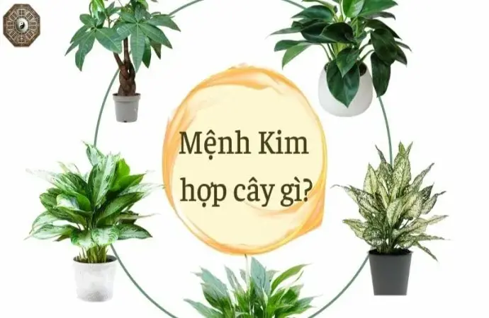 Mệnh Kim hợp cây gì - Top 10 loại cây phong thủy hút tài lộc