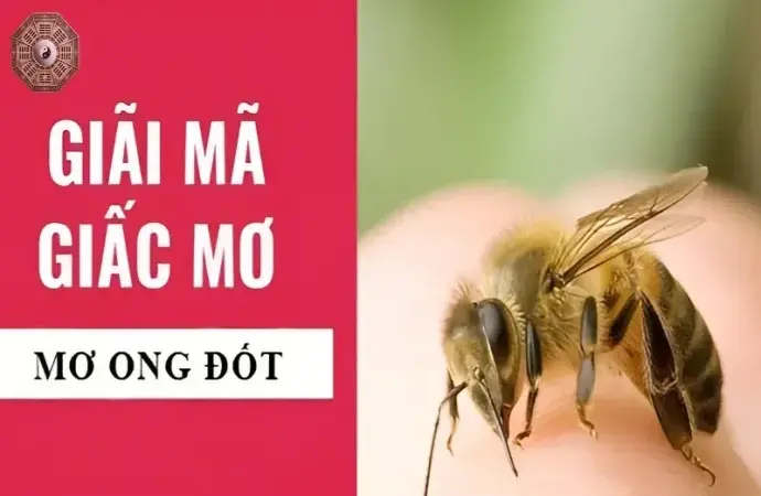 Nằm mơ bị ong đốt - Dấu hiệu của sự thay đổi hay căng thẳng?