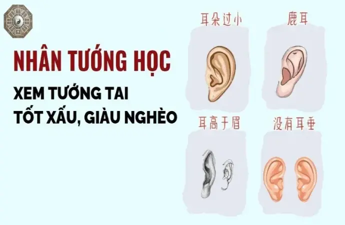 Dáng tai nói lên điều gì về bạn? Khám phá ngay bí mật nhân tướng học