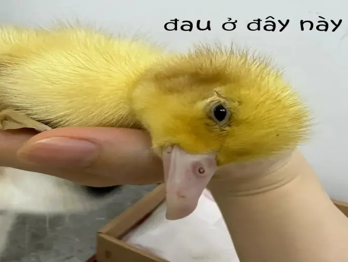 Đau ở đây này meme hình ảnh vui nhộn khiến dân mạng bật cười