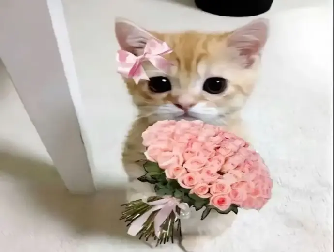 Meme mèo tặng hoa siêu dễ thương khiến dân mạng phì cười