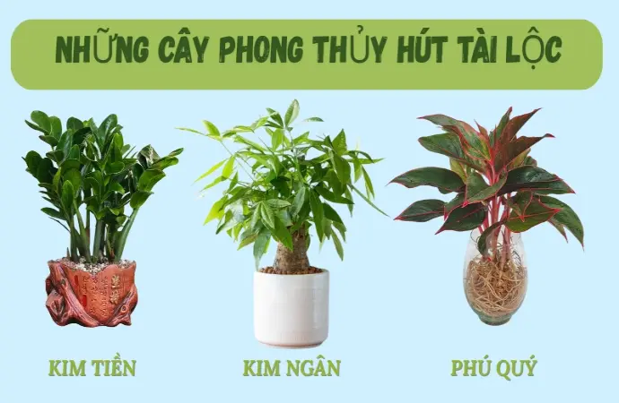 Top cây phong thủy hút tài lộc, mang may mắn cho gia chủ