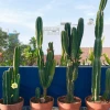 12 Loại Cây Phong Thủy Theo Tuổi Thu Hút Tài Lộc, Thịnh Vượng 2026