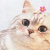 60+ Ảnh Meme Mèo Uống Bia Nhậu Nhẹt Hài Hước 2026