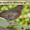 Bị chim ỉa vào người là điềm gì? Luận giải chi tiết và con số may mắn 2026