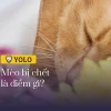 Cán Chết Mèo Có Điềm Gì: Giải Mã Tín Hiệu Tâm Linh và Lời Khuyên Từ Chuyên Gia