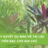 Cây Huyết dụ trong phong thủy: Ý nghĩa, cách trồng và hút tài lộc 2026