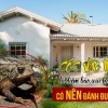 Cóc vào nhà là điềm báo gì? Giải mã ý nghĩa phong thủy và khoa học