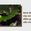 Đom đóm vào nhà là điềm gì? Giải mã ý nghĩa và những điều cần biết
