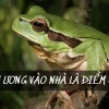 Ễnh ương vào nhà là điềm gì? Giải mã ý nghĩa phong thủy và dân gian