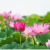 Hoa sen Phật giáo: Biểu tượng tinh thần và vẻ đẹp thiêng liêng