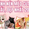 Khám phá 221+ Avatar Mèo Siêu Đáng Yêu Cho Người Yêu Động Vật