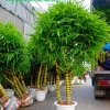 Khám Phá Cây Trúc Quan Âm: Ý Nghĩa Phong Thủy và Cách Chăm Sóc Toàn Diện