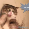 Khám phá Meme Sợ Hãi: Biểu cảm Hoảng Loạn Gây Sốt Cộng Đồng Mạng