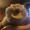 Khám Phá Thế Giới Meme Chuột Hamster Hài Hước và Đáng Yêu
