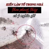 Kiến làm tổ trong nhà là điềm gì? Giải mã ý nghĩa phong thủy chi tiết