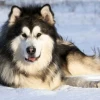 Kinh nghiệm nhận biết chó alaska thuần và cách chọn mua chuẩn xác 2026