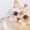 Mê mẩn với bộ sưu tập meme mèo siêu hài hước và biểu cảm khó đỡ