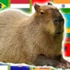 Meme Capybara: Biểu tượng của sự chill và vô tri hài hước