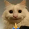 Meme Mèo Ói: Tuyển Tập Ảnh Hài Hước Phản Ứng Cực Gắt 2026