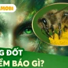 Ong Bay Quanh Người Là Điềm Gì Giải Mã Chi Tiết