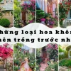 Phong thủy cây râm bụt: Nên hay không nên trồng trước nhà năm 2026?