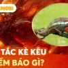 Tắc kè kêu 12 tiếng là điềm gì? Giải mã ý nghĩa chi tiết