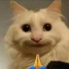 Tổng hợp meme mèo buồn cười và đáng yêu nhất 2026