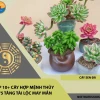 Tuổi Mão 1975 trồng cây gì hợp phong thủy năm 2026?