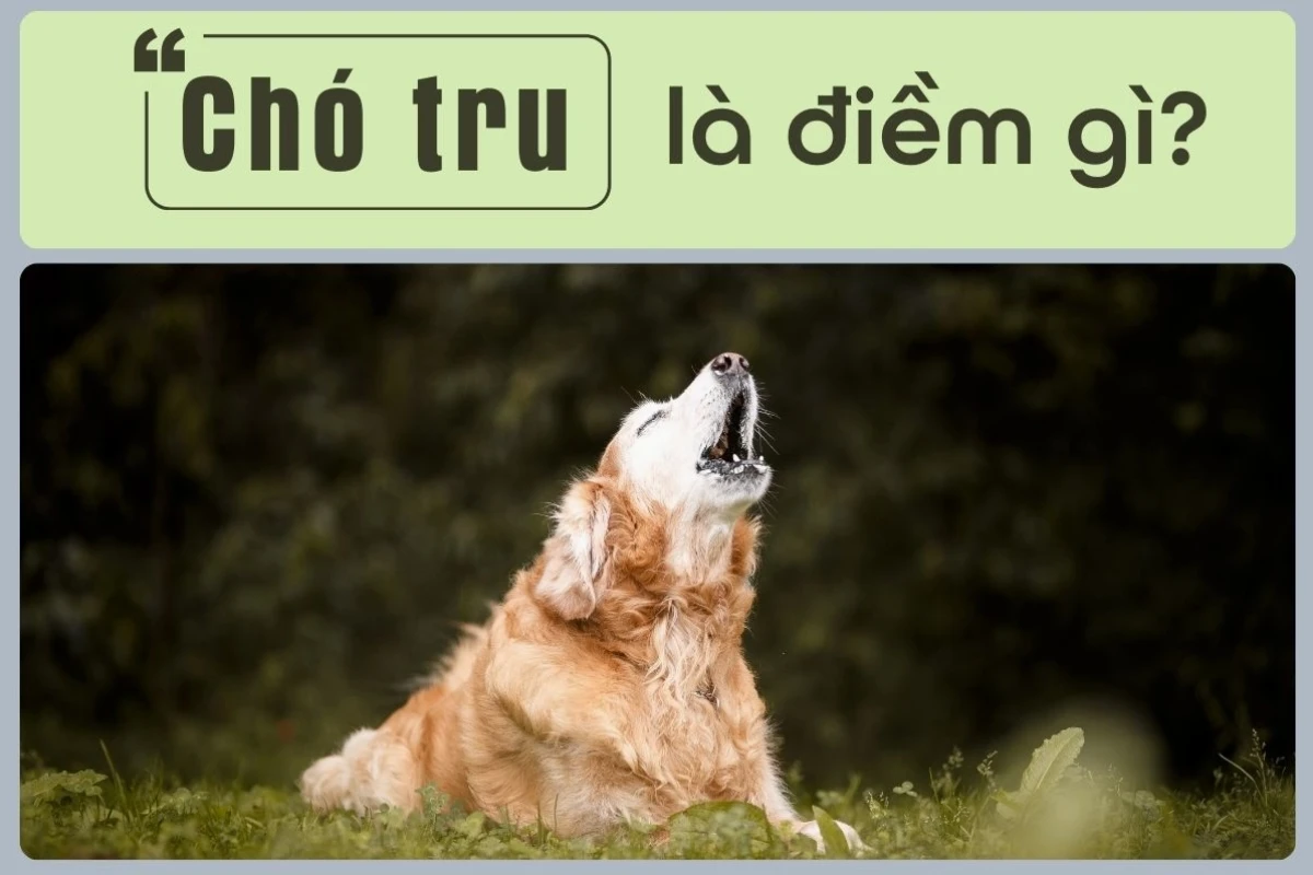 Chó Tru Là Điềm Báo Gì? Giải Mã Tín Hiệu Tâm Linh và Khoa Học