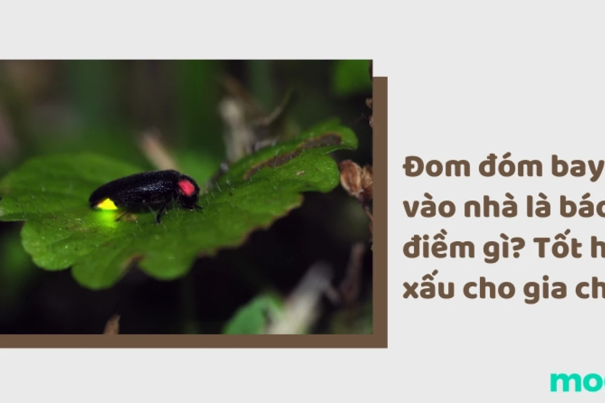 Đom đóm vào nhà là điềm gì? Giải mã ý nghĩa và những điều cần biết