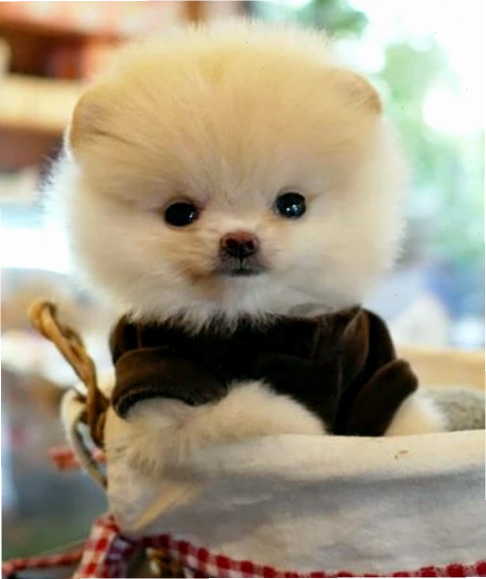 Ảnh chó cute đáng yêu với bộ lông xù