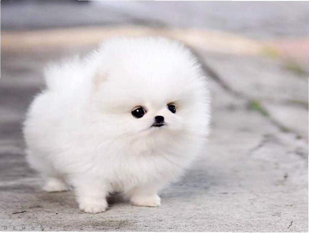 Ảnh chó cute với đôi mắt to tròn