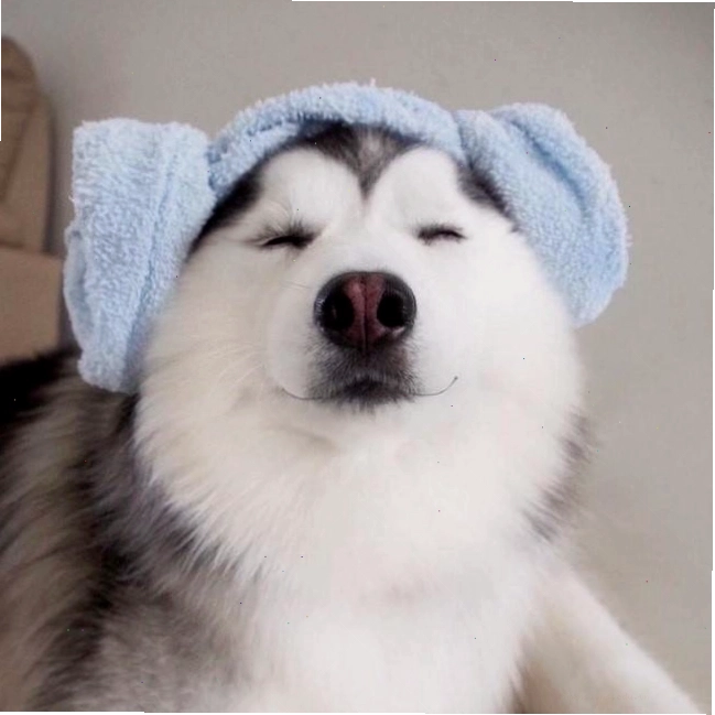 Ảnh chó Husky với vẻ ngoài ngầu và đáng yêu