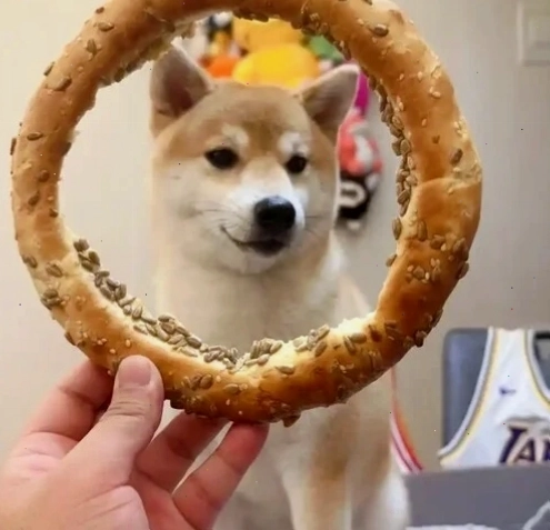 Ảnh meme Cheems biểu cảm hài hước