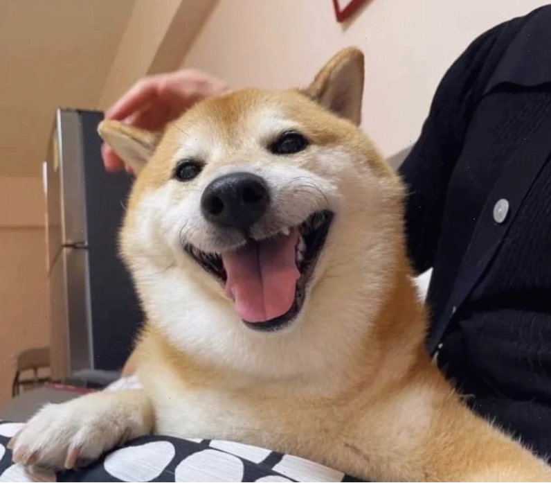 Ảnh meme chú chó biểu cảm hài hước