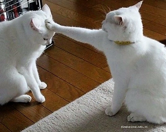 Ảnh meme mèo vô tri với biểu cảm ngơ ngác