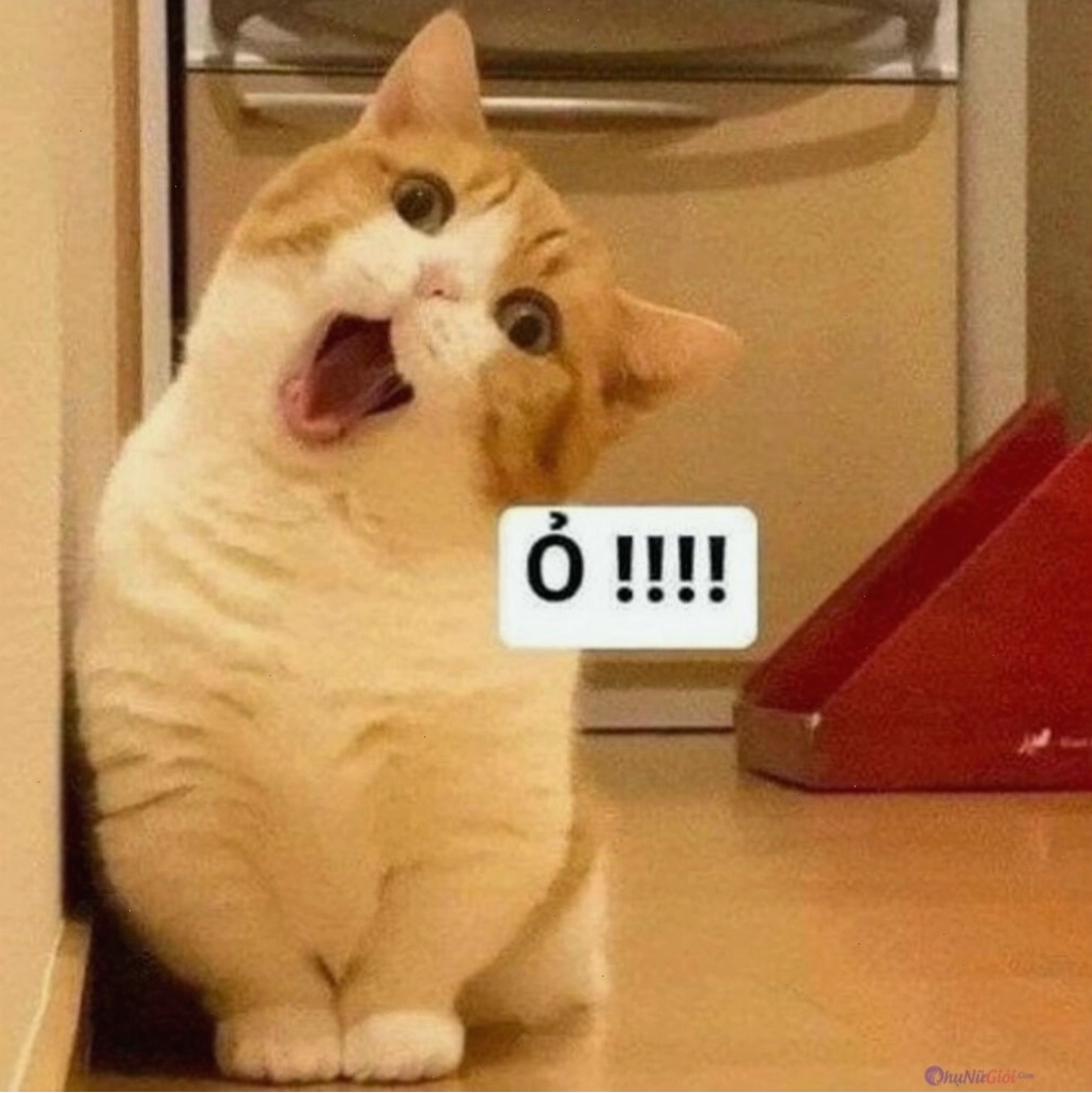 Ảnh meme mèo với biểu cảm "khó chịu"