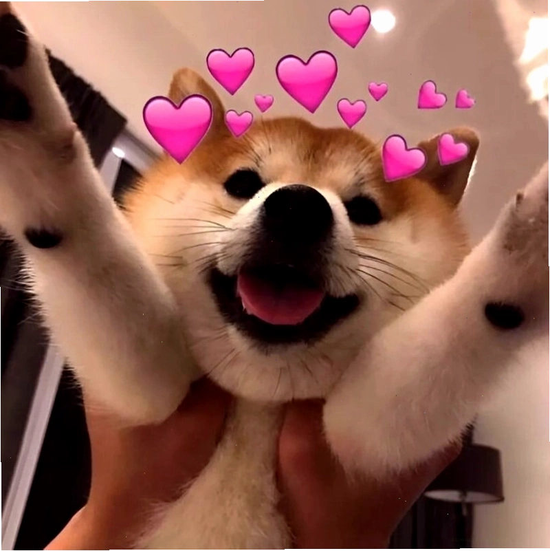 Ảnh meme tình yêu với hình ảnh động vật dễ thương thể hiện sự chăm sóc