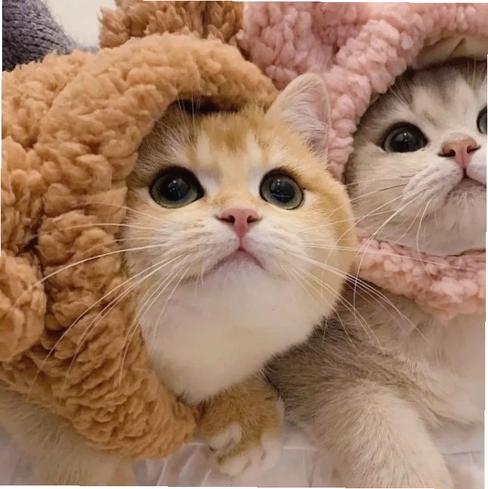 Avatar đôi mèo với hai nửa ghép lại