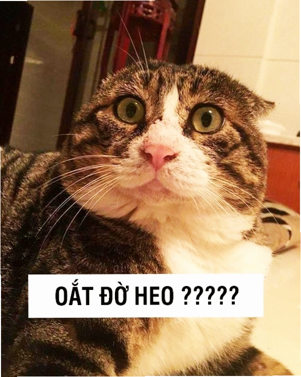 Avatar mèo biểu cảm buồn