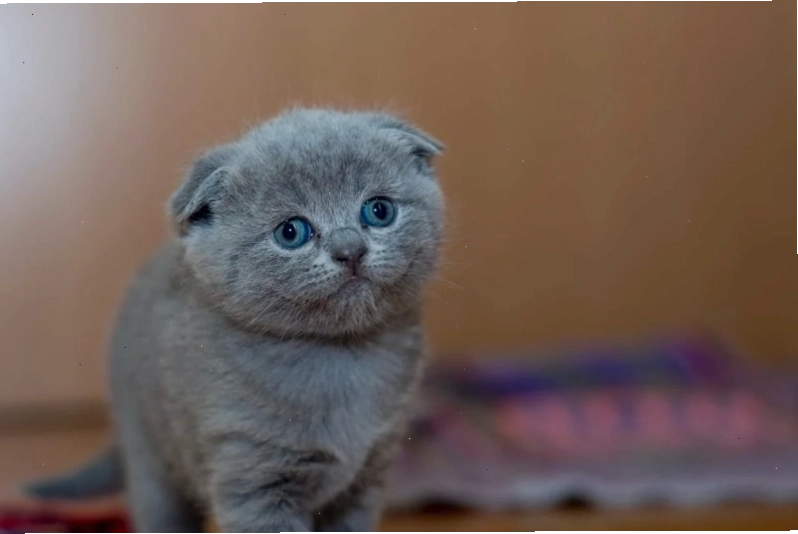 Avatar mèo cute hoạt hình meme hài hước