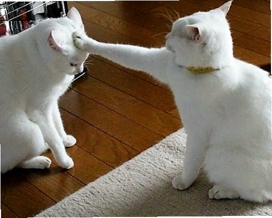 Avatar mèo với biểu cảm hài hước