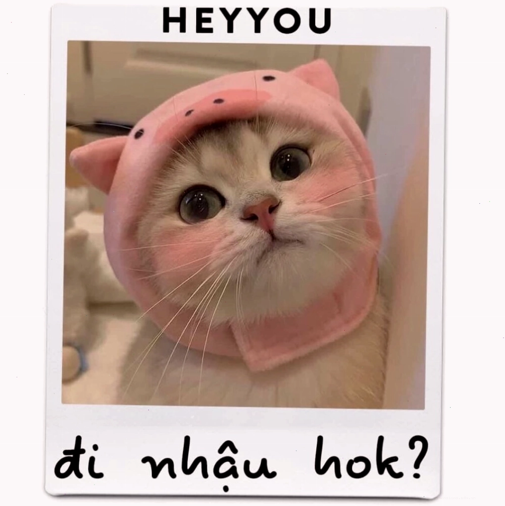 Avatar mèo với chiếc nơ xinh xắn