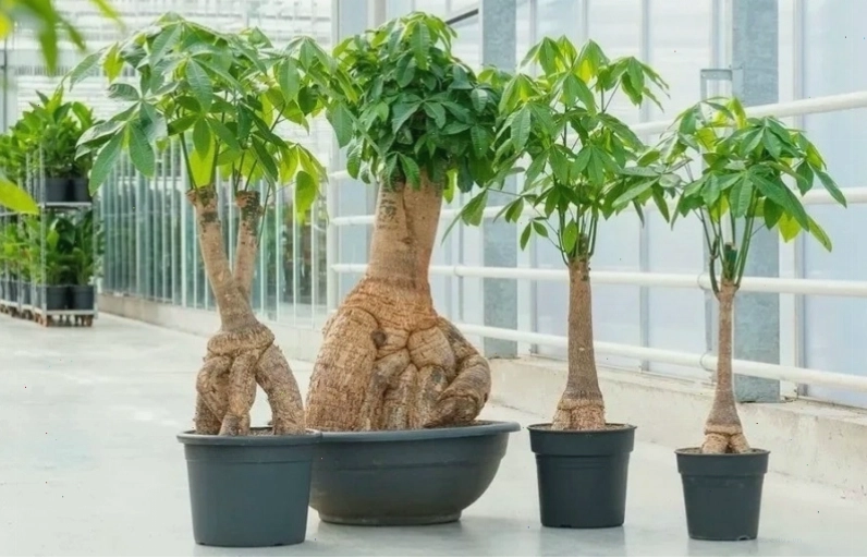 Bí quyết chọn cây cảnh hợp mệnh, mang lại tài lộc