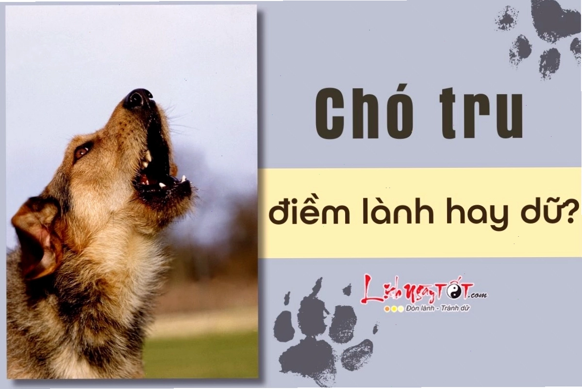 Biểu đồ phân tích các nguyên nhân chó tru