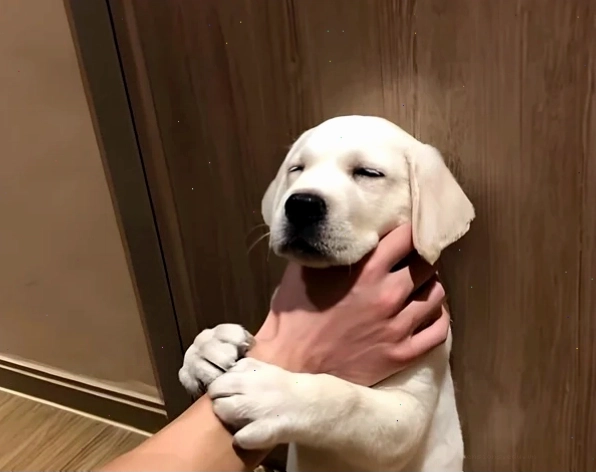 Bộ sưu tập meme bóp cổ được yêu thích