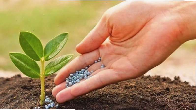 Bón phân định kỳ giúp cây kim tiền phát triển tốt