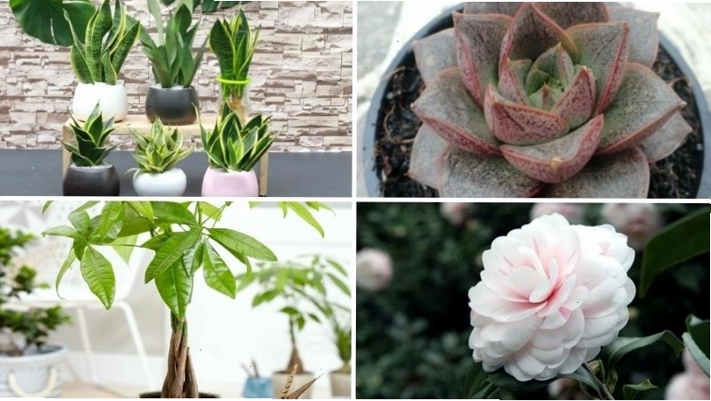 Các loại cây cảnh hợp mệnh Thủy trồng trong nhà